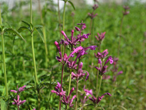 Vivers Càrex - Agastache mexicana 'Sangria'